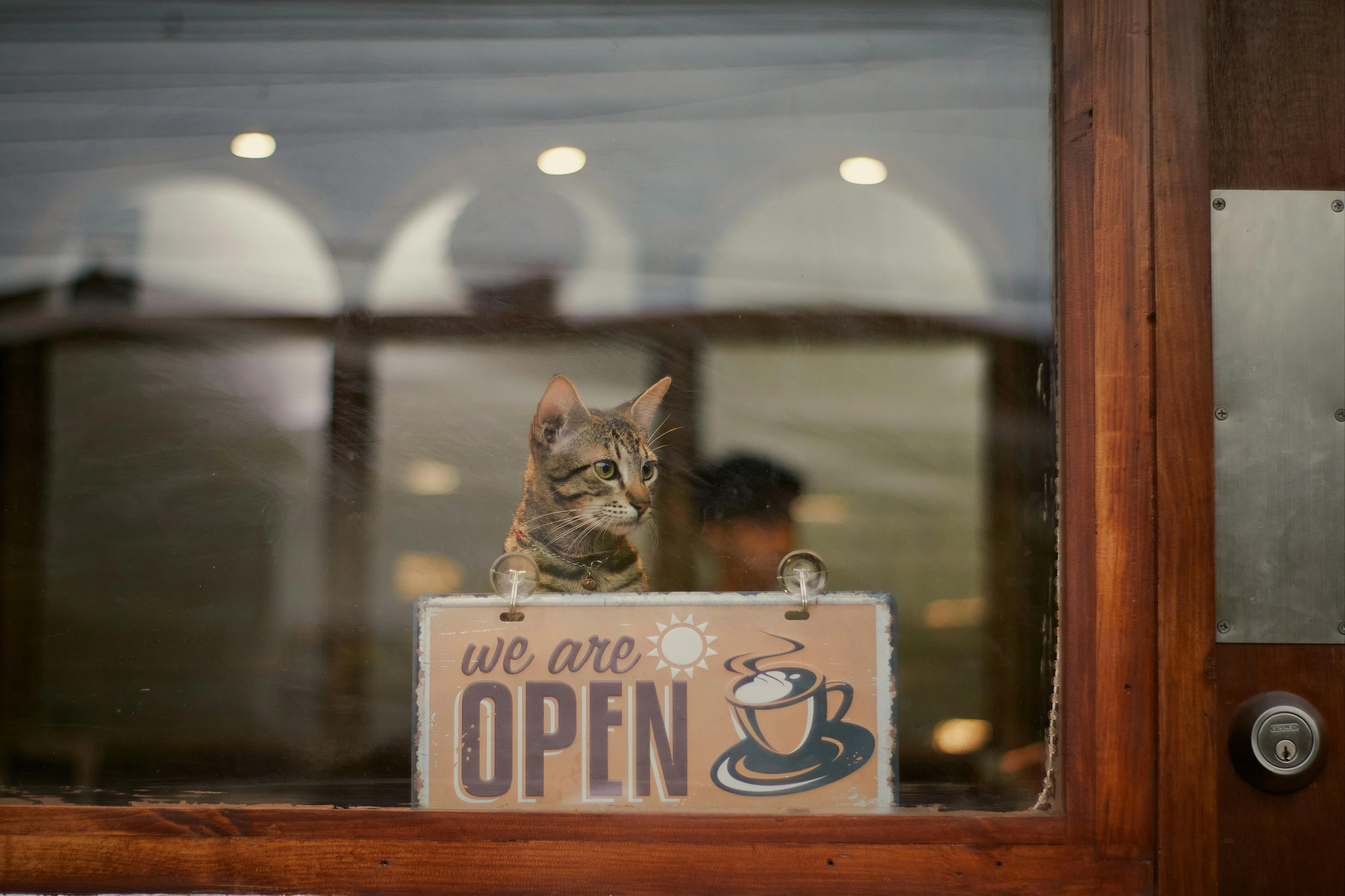 cat on a cafe window