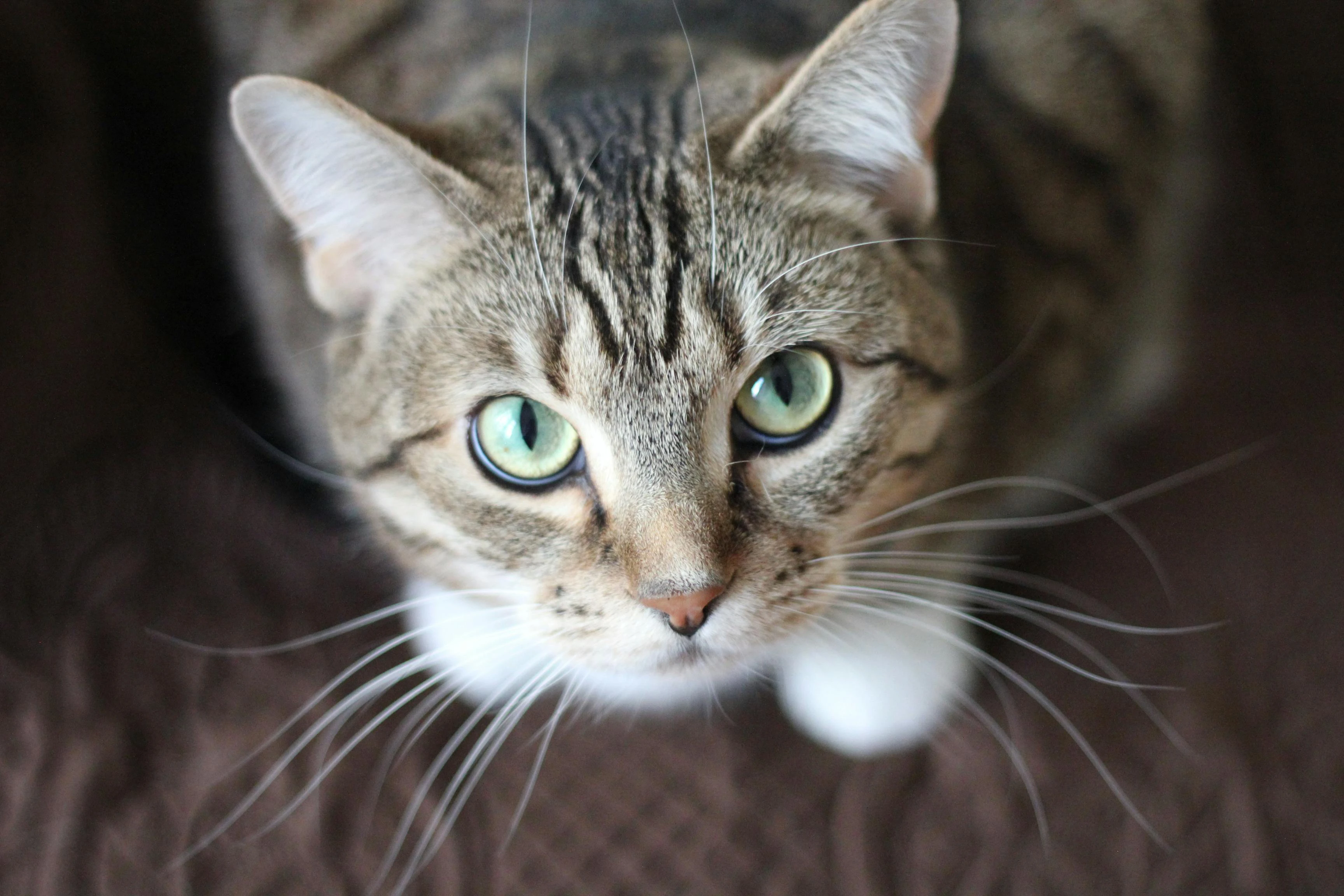 Nelli